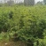 栖凤竹的批发基地，袋苗杯苗栖凤竹，数量多，专上工程的竹子