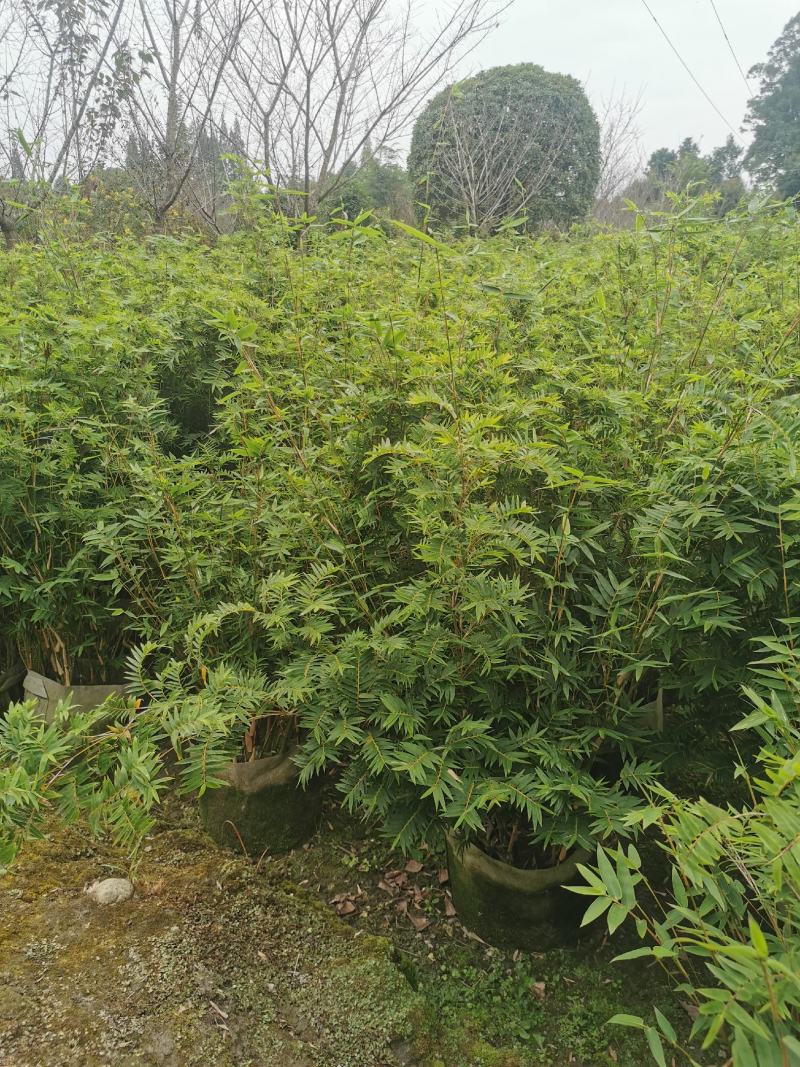 栖凤竹的批发基地，袋苗杯苗栖凤竹，数量多，专上工程的竹子