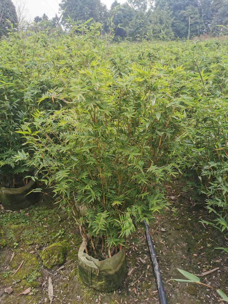 栖凤竹的批发基地，袋苗杯苗栖凤竹，数量多，专上工程的竹子