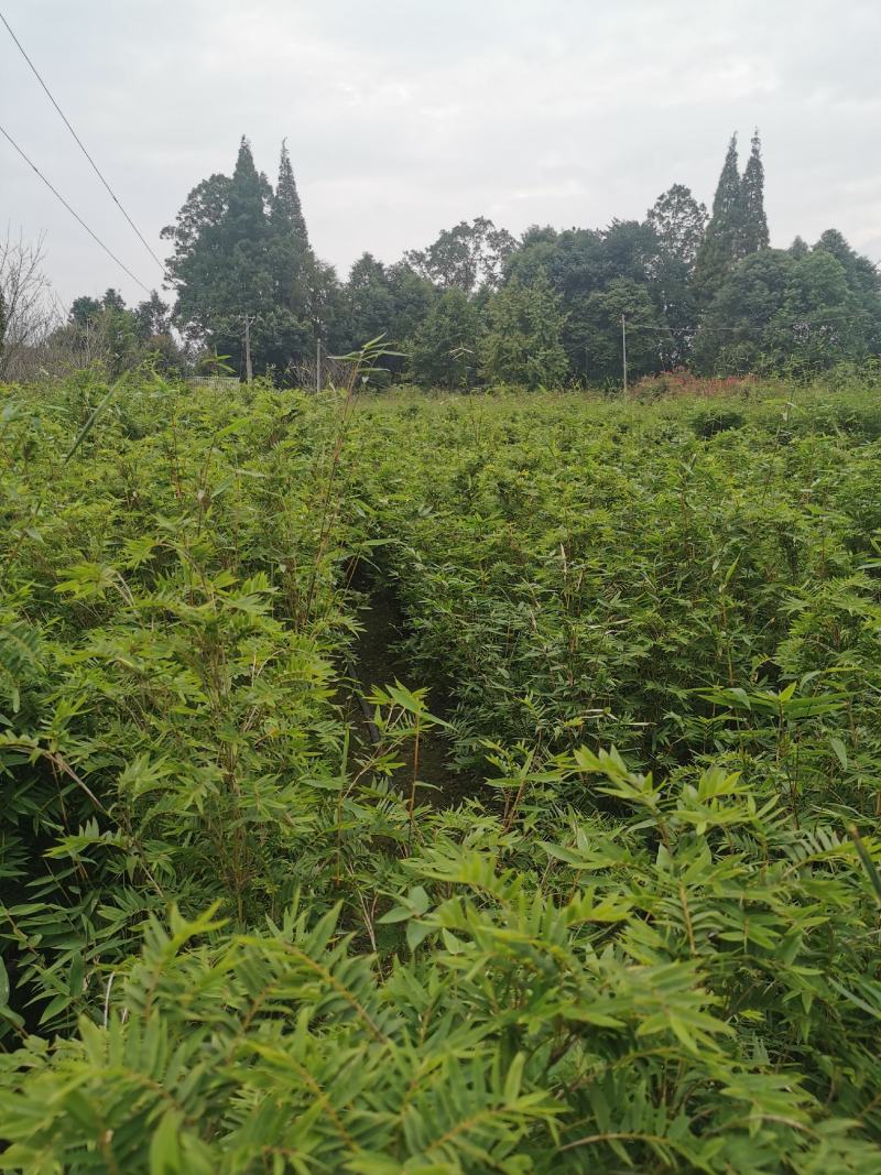 栖凤竹的批发基地，袋苗杯苗栖凤竹，数量多，专上工程的竹子