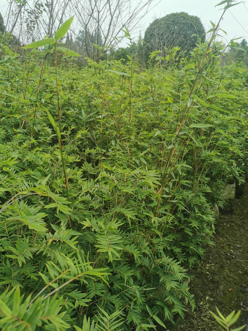 栖凤竹的批发基地，袋苗杯苗栖凤竹，数量多，专上工程的竹子