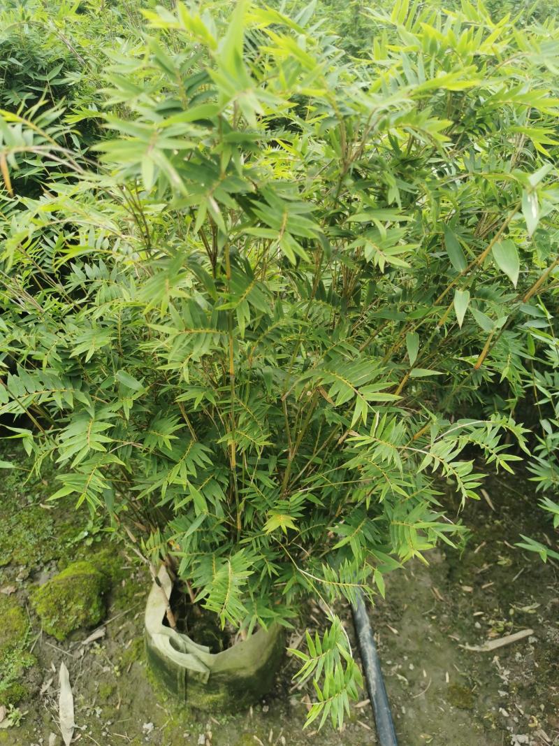 栖凤竹的批发基地，袋苗杯苗栖凤竹，数量多，专上工程的竹子