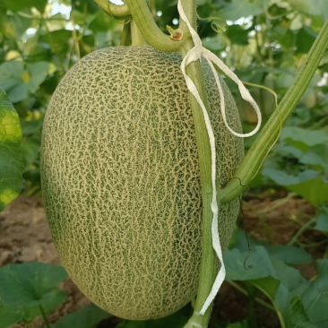 西州蜜