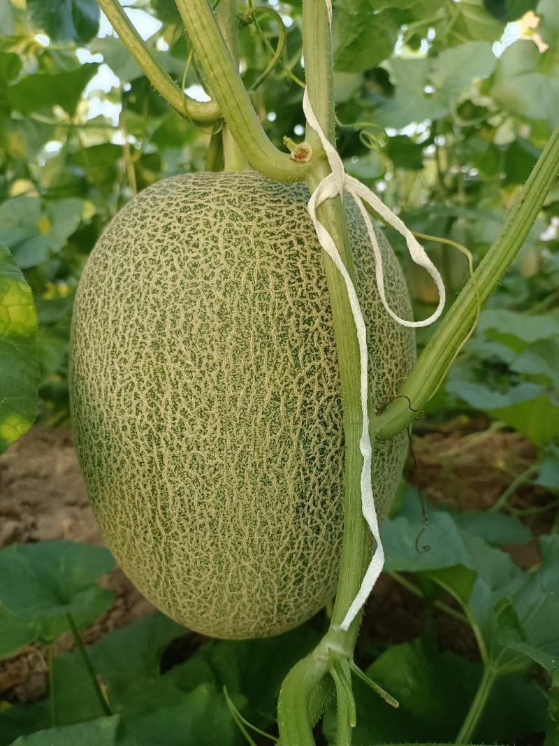 西州蜜