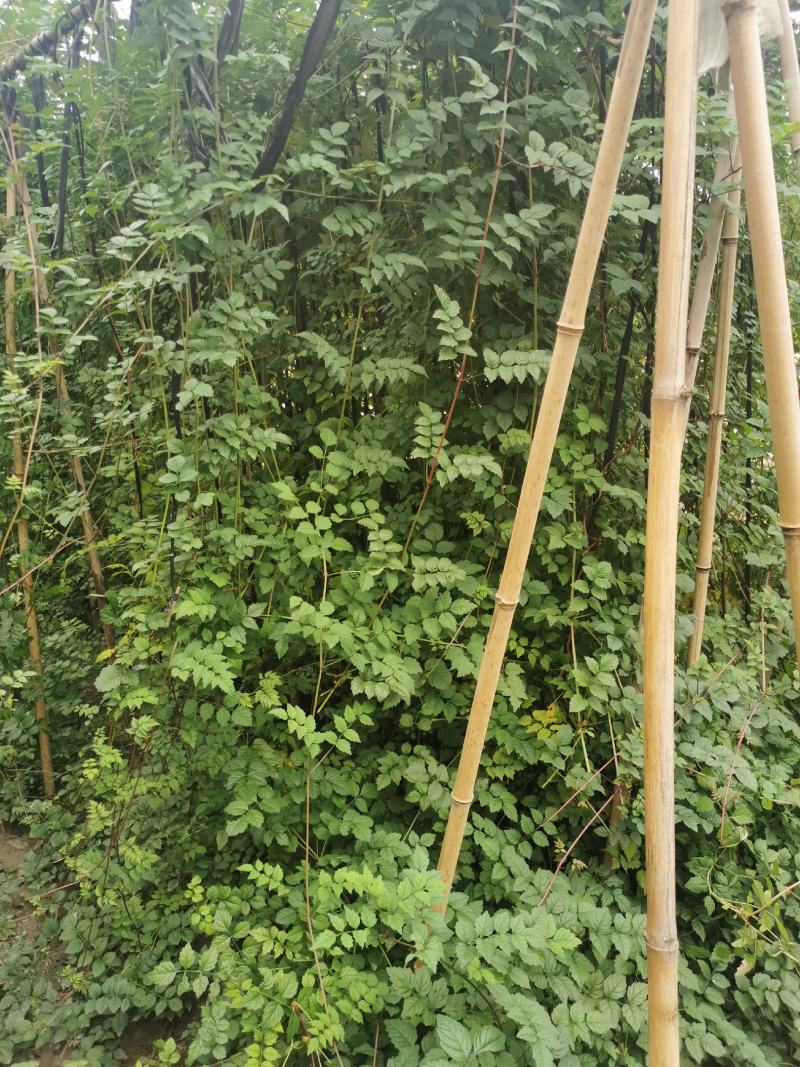 凌霄花批发，凌霄基地，供应大杯小杯凌霄工程苗木出售