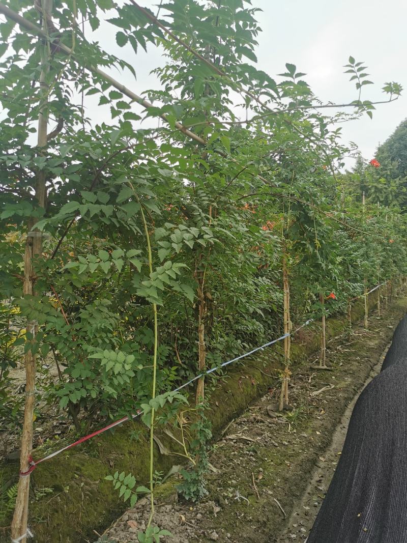 凌霄花批发，凌霄基地，供应大杯小杯凌霄工程苗木出售