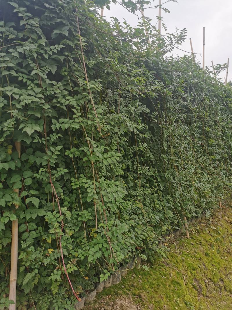凌霄花批发，凌霄基地，供应大杯小杯凌霄工程苗木出售