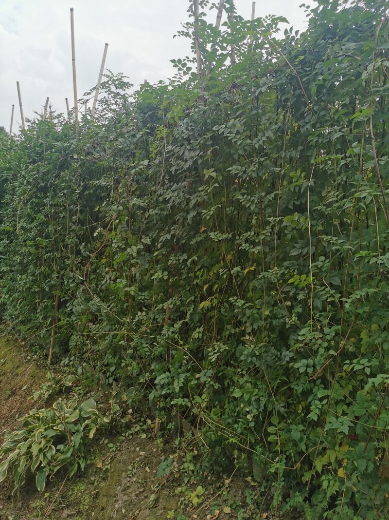 凌霄花批发，凌霄基地，供应大杯小杯凌霄工程苗木出售