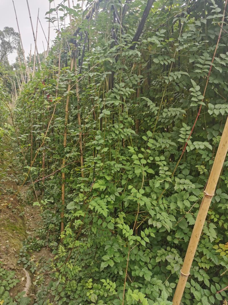 凌霄花批发，凌霄基地，供应大杯小杯凌霄工程苗木出售