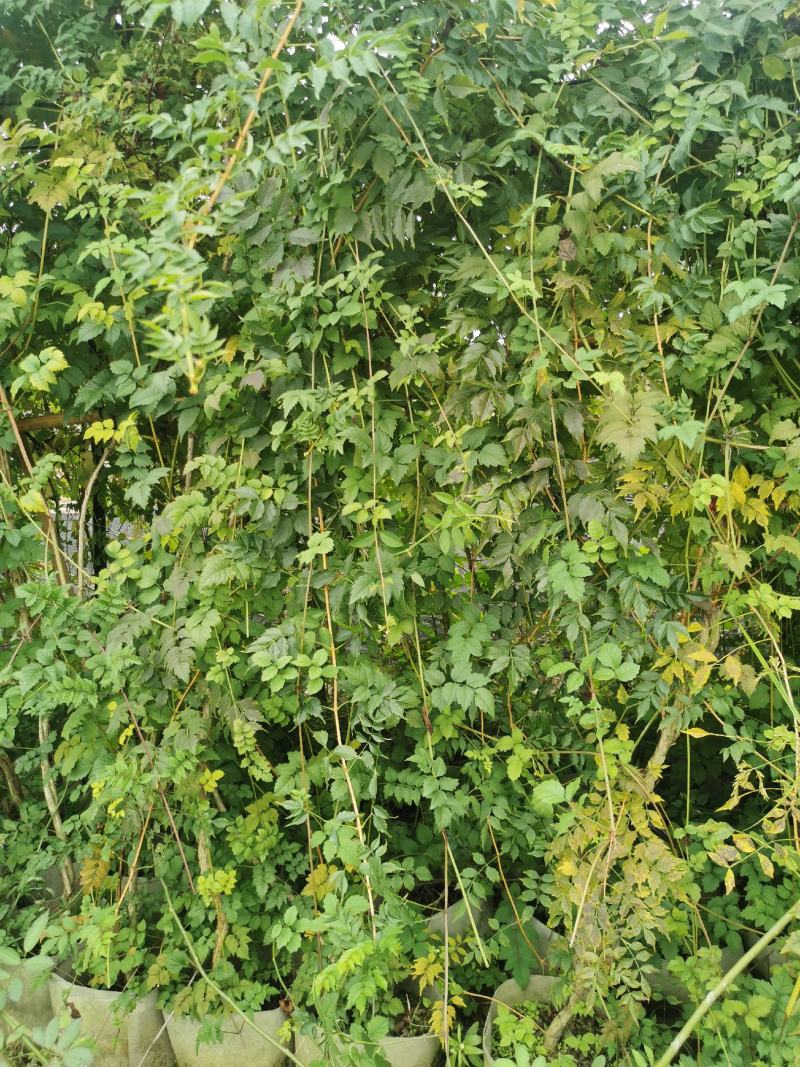 凌霄花批发，凌霄基地，供应大杯小杯凌霄工程苗木出售
