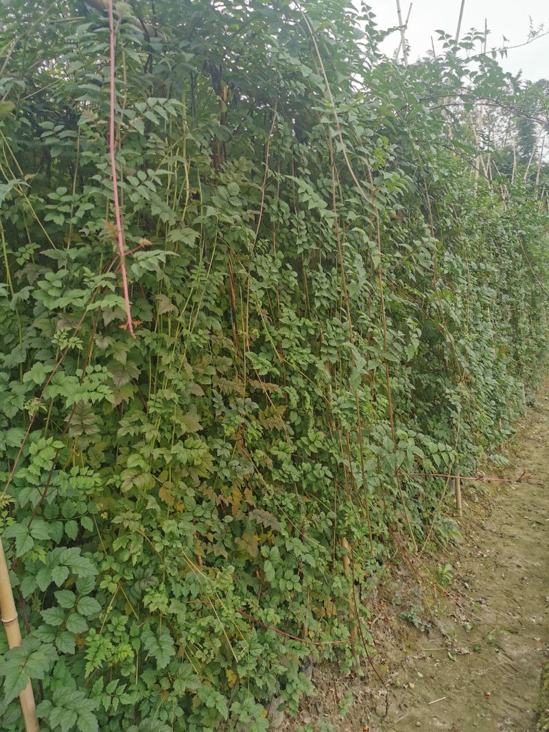 凌霄花批发，凌霄基地，供应大杯小杯凌霄工程苗木出售