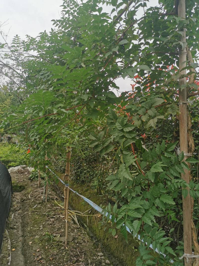 凌霄花批发，凌霄基地，供应大杯小杯凌霄工程苗木出售