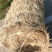 沙草长度70cm以上水分30%可以加工每包800