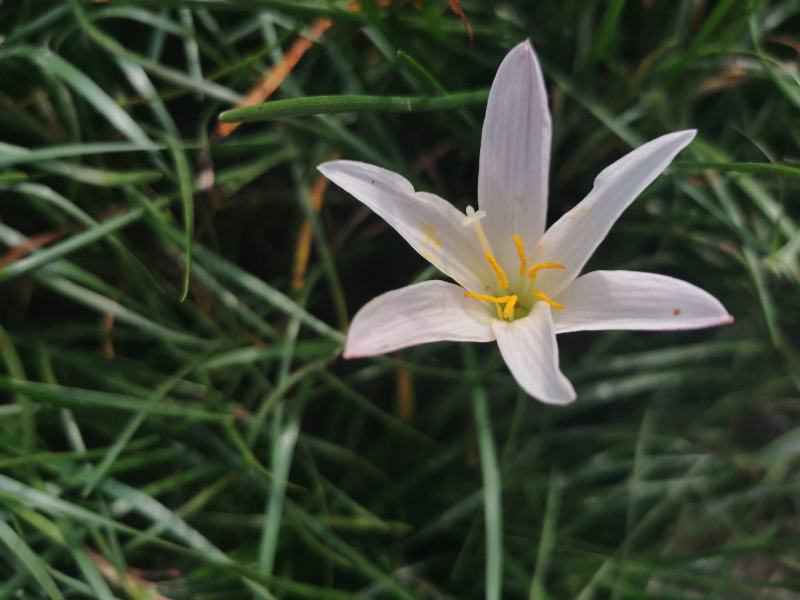 葱兰地被草批发出售，百万数量，红花和白花都有，苗圃直发