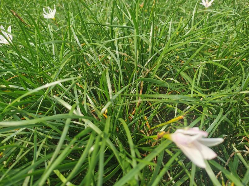 葱兰地被草批发出售，百万数量，红花和白花都有，苗圃直发