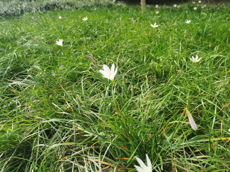 葱兰地被草批发出售，百万数量，红花和白花都有，苗圃直发