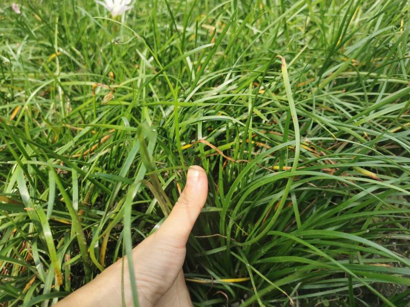 葱兰地被草批发出售，百万数量，红花和白花都有，苗圃直发