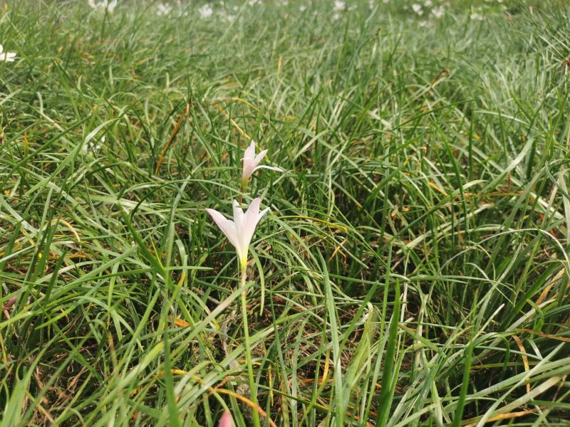 葱兰地被草批发出售，百万数量，红花和白花都有，苗圃直发
