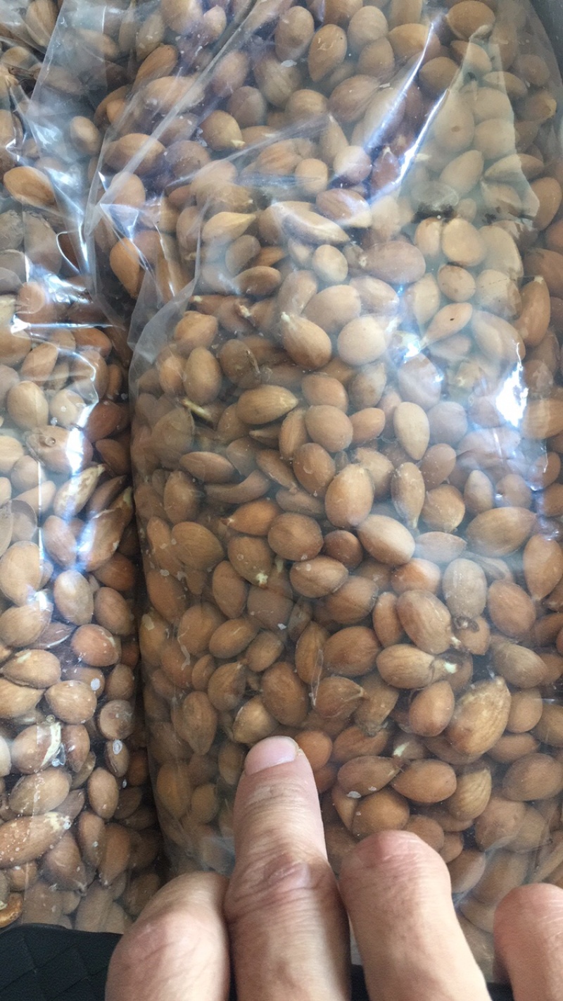 沙藏好的毛桃种子毛桃核毛桃芽毛桃胡毛桃树种子