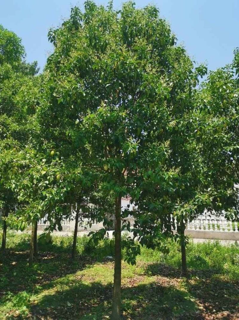 江苏东台通货大叶女贞15公分16公分，苗圃直供