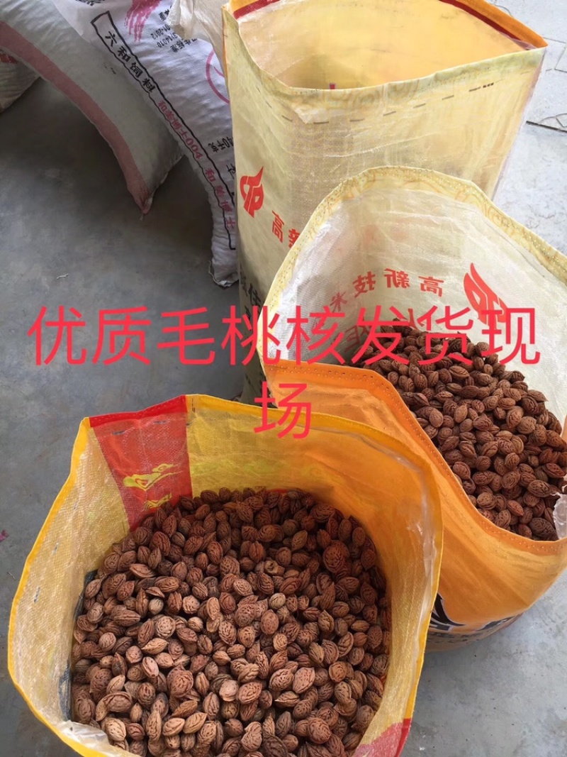 沙藏好的毛桃种子毛桃核毛桃芽毛桃胡毛桃树种子