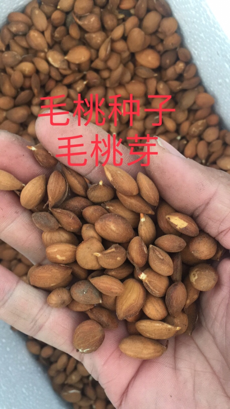 沙藏好的毛桃种子毛桃核毛桃芽毛桃胡毛桃树种子