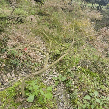 羽毛枫苗圃批发各种规格造型的羽毛枫，原生羽毛枫，嫁接羽毛