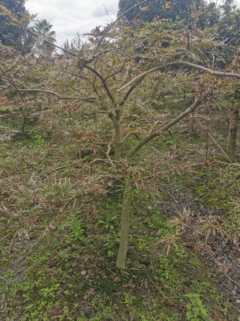 羽毛枫苗圃批发各种规格造型的羽毛枫，原生羽毛枫，嫁接羽毛