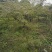 羽毛枫苗圃批发各种规格造型的羽毛枫，原生羽毛枫，嫁接羽毛