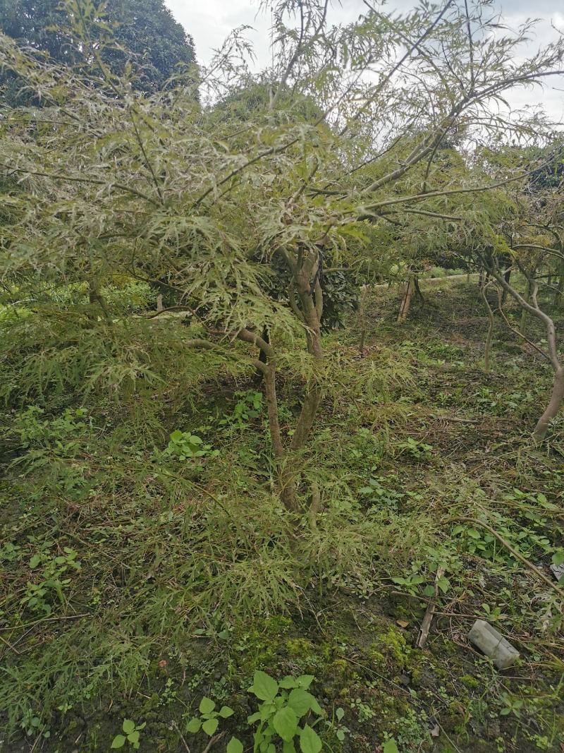羽毛枫苗圃批发各种规格造型的羽毛枫，原生羽毛枫，嫁接羽毛