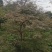 羽毛枫苗圃批发各种规格造型的羽毛枫，原生羽毛枫，嫁接羽毛