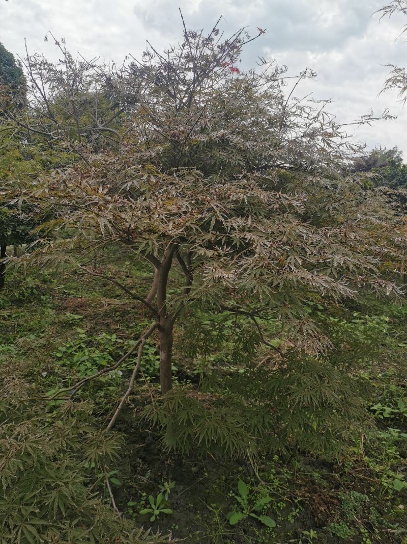羽毛枫苗圃批发各种规格造型的羽毛枫，原生羽毛枫，嫁接羽毛