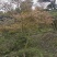羽毛枫苗圃批发各种规格造型的羽毛枫，原生羽毛枫，嫁接羽毛