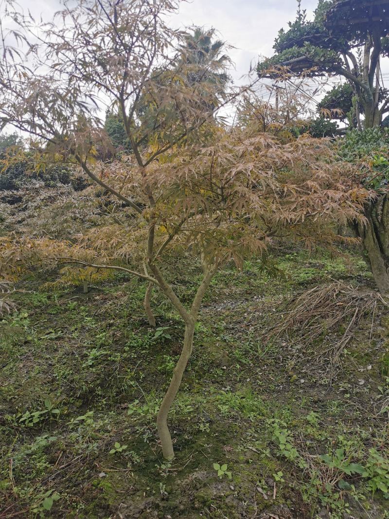 羽毛枫苗圃批发各种规格造型的羽毛枫，原生羽毛枫，嫁接羽毛
