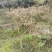 羽毛枫苗圃批发各种规格造型的羽毛枫，原生羽毛枫，嫁接羽毛