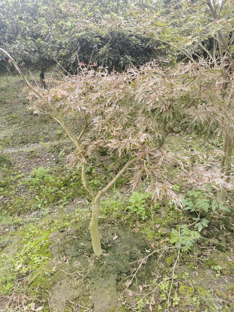 羽毛枫苗圃批发各种规格造型的羽毛枫，原生羽毛枫，嫁接羽毛