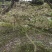 羽毛枫苗圃批发各种规格造型的羽毛枫，原生羽毛枫，嫁接羽毛