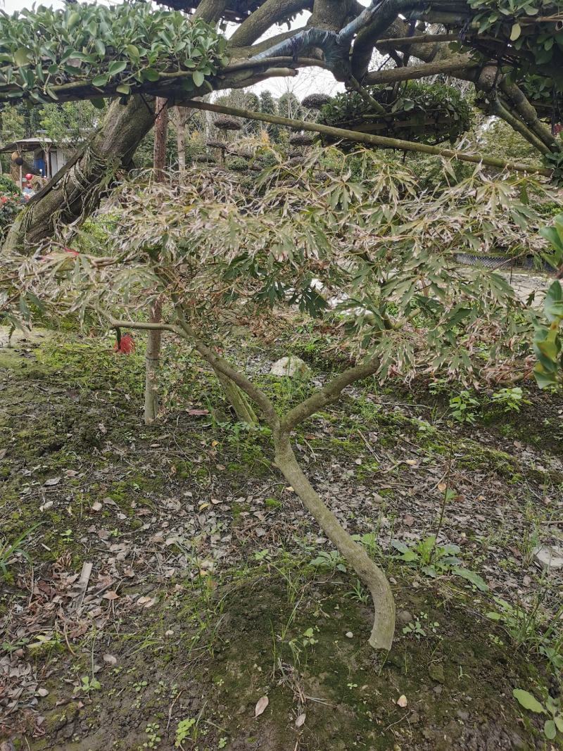 羽毛枫苗圃批发各种规格造型的羽毛枫，原生羽毛枫，嫁接羽毛