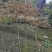 羽毛枫苗圃批发各种规格造型的羽毛枫，原生羽毛枫，嫁接羽毛
