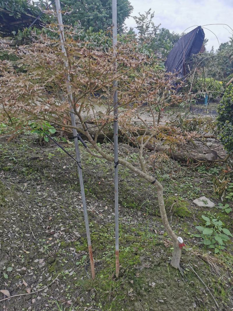羽毛枫苗圃批发各种规格造型的羽毛枫，原生羽毛枫，嫁接羽毛