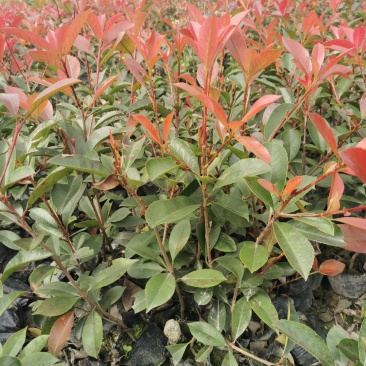 红叶石楠杯苗地苗基地出售，各种杯型红叶石楠，球，柱子