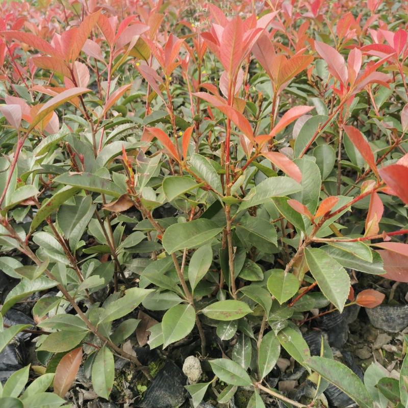 红叶石楠杯苗地苗基地出售，各种杯型红叶石楠，球，柱子