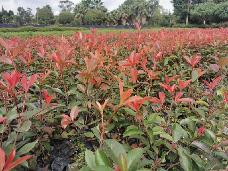 红叶石楠杯苗地苗基地出售，各种杯型红叶石楠，球，柱子