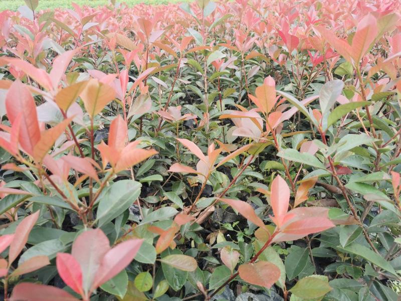 红叶石楠杯苗地苗基地出售，各种杯型红叶石楠，球，柱子