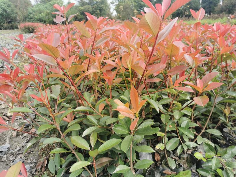 红叶石楠杯苗地苗基地出售，各种杯型红叶石楠，球，柱子