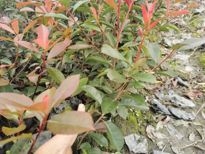 红叶石楠杯苗地苗基地出售，各种杯型红叶石楠，球，柱子