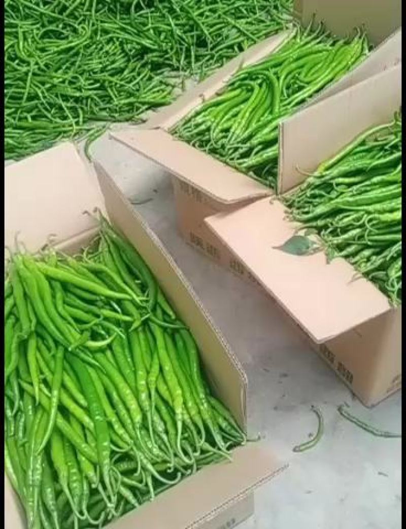 大荔县棍棍辣椒，线条直，产地直发陕西线椒欢迎联系