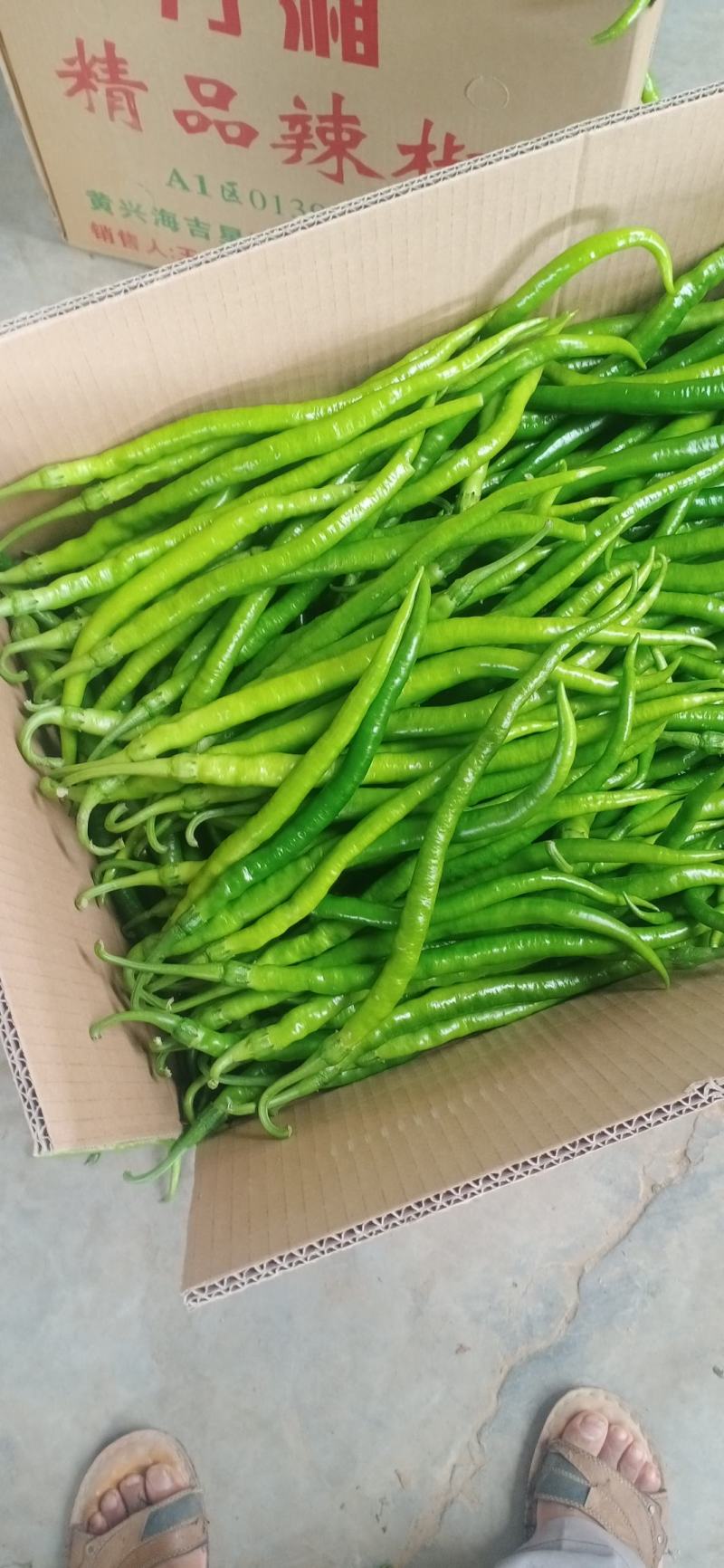 大荔县棍棍辣椒，线条直，产地直发陕西线椒欢迎联系