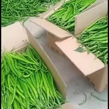 大荔县棍棍辣椒，线条直，产地直发陕西线椒欢迎联系
