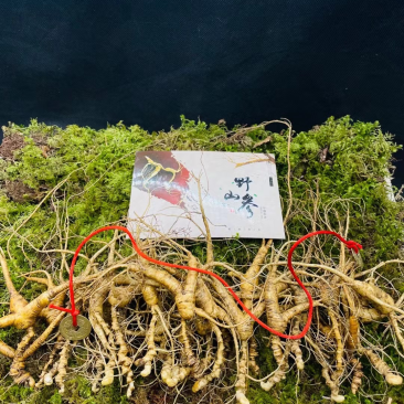 鲜林下参籽货（产于长白山深山密林）自产自销，顺丰包邮